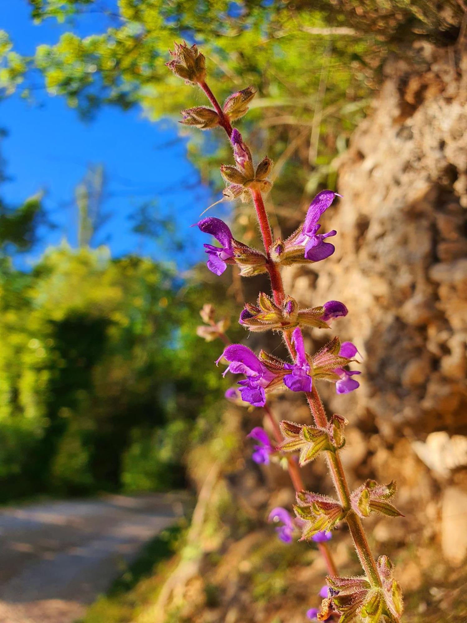Violeta Hvar Hvar Town Luaran gambar